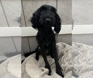 Poodle (Miniature)-Unknown Mix Dogs for adoption in Pacolet, SC, USA