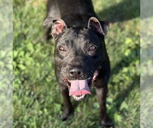 Sammy - Female Mutt Dog for Adoption - Photo #6