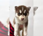 Small Siberian Husky