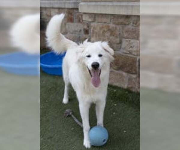 Medium Photo #2 Great Pyrenees Puppy For Sale in Croydon, NH, USA