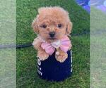 Small Photo #8 French Bulldog Puppy For Sale in PEMBROKE PINES, FL, USA