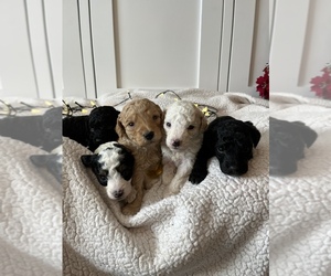 Goldendoodle-Poodle (Toy) Mix Puppy for sale in MENIFEE, CA, USA