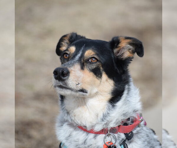 Medium Photo #9 Mutt Puppy For Sale in Gretna, NE, USA