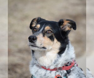 Squirrel - Female Mutt Dog for Adoption - Photo #9