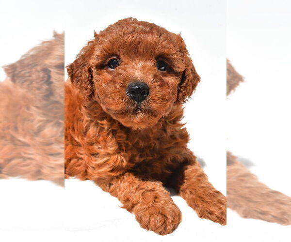Medium Photo #34 Goldendoodle mix (+ Poodle Miniature) Puppy For Sale in DURHAM, CT, USA