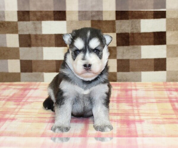Medium Photo #2 Pomsky Puppy For Sale in DENVER, PA, USA