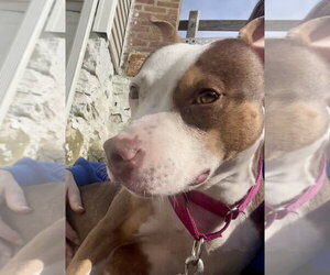 Dallas - Female Staffordshire Bull Terrier-Unknown Mix Dog for Adoption - Photo #15