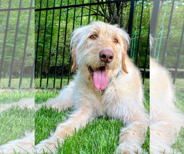 Medium Photo #1 Labradoodle Puppy For Sale in Arlington, VA, USA