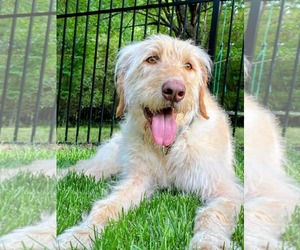 Labradoodle Dogs for adoption in Arlington, VA, USA