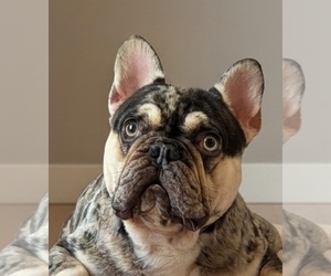 Father of the French Bulldog puppies born on 04/03/2026