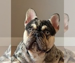 Small Photo #1 French Bulldog Puppy For Sale in JONESBORO, GA, USA