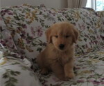 Small #9 Golden Retriever