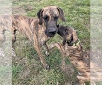 Small #4 Great Dane