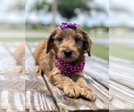 Small Photo #3 Goldendoodle Puppy For Sale in KISSIMMEE, FL, USA