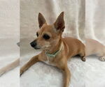Small #2 Chihuahua Mix