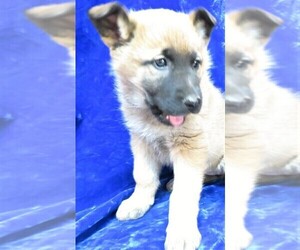 Anatolian Shepherd-German Shepherd Dog Mix Puppy for sale in GROVESPRING, MO, USA