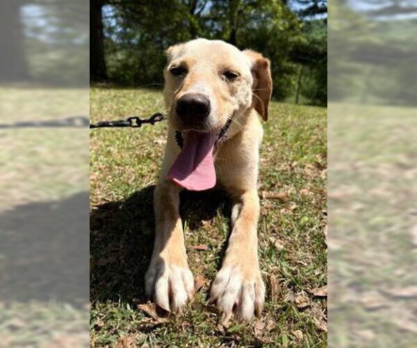 Medium Photo #2 Labralas Puppy For Sale in Attalka, AL, USA