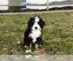 Puppy Claire Bernese Mountain Dog-Miniature Bernedoodle Mix