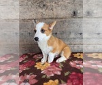 Small #8 Pembroke Welsh Corgi