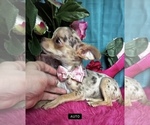 Small #5 Chihuahua