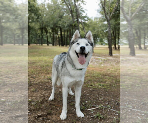 Medium Photo #5 Siberian Husky Puppy For Sale in Carrollton, TX, USA
