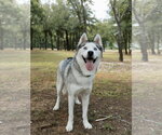 Small #4 Siberian Husky