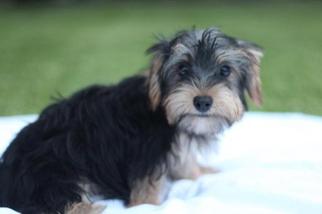 Morkie Puppy for sale in AZLE, TX, USA