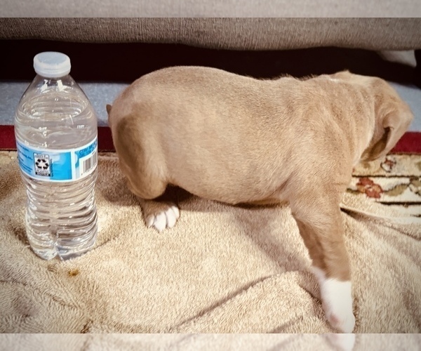 Medium Photo #10 American Bully Puppy For Sale in GROVE CITY, MN, USA