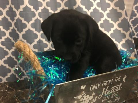 Medium Photo #1 Labrador Retriever Puppy For Sale in RENO, NV, USA