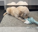 Small #4 Golden Retriever