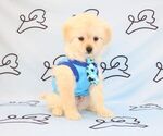 Small Photo #31 Pom-A-Poo Puppy For Sale in LAS VEGAS, NV, USA