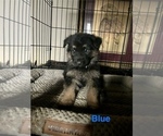 Puppy Blue Collar German Shepherd Dog