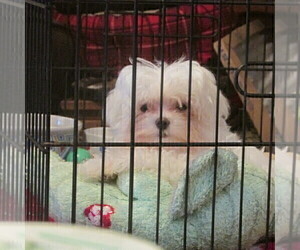 Maltese Puppy for Sale in LEAVENWORTH, Indiana USA