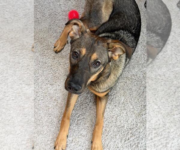 Medium Photo #2 German Shepherd Dog-Unknown Mix Puppy For Sale in Rootstown, OH, USA