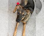 Small #1 German Shepherd Dog Mix
