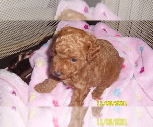 Poodle (Toy) Puppy for sale in DULUTH, GA, USA
