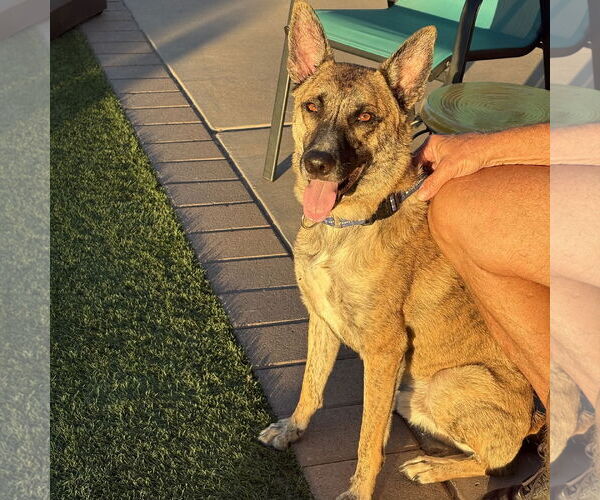 Medium Photo #2 Holland Shepherd-Unknown Mix Puppy For Sale in Chandler, AZ, USA