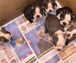 Small Photo #1 Boston Terrier Puppy For Sale in ABILENE, TX, USA