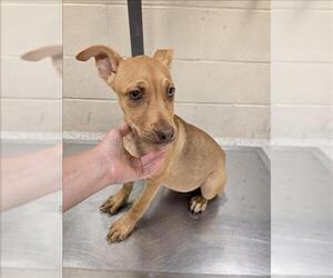 American Pit Bull Terrier-Labrador Retriever Mix Dogs for adoption in Conroe, TX, USA
