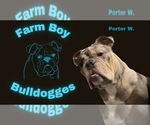 Small #1 Olde English Bulldogge
