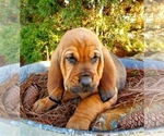 Small Photo #1 Bloodhound Puppy For Sale in COLLINSVILLE, AL, USA