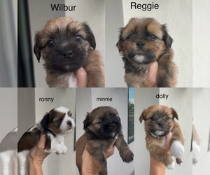 Shorkie Tzu Puppy for Sale in COLORADO SPRINGS, Colorado USA