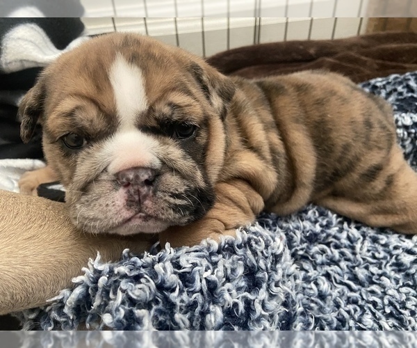 Medium Photo #1 Bulldog Puppy For Sale in RED BLUFF, CA, USA