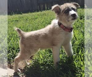 Mutt Dogs for adoption in Houston, TX, USA