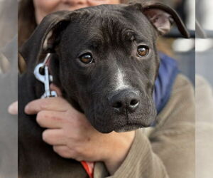 Mutt Dogs for adoption in Canton, CT, USA