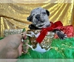Small #4 French Bulldog