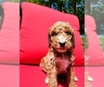 Small Photo #5 Poodle (Standard)-Unknown Mix Puppy For Sale in LEXINGTON, IN, USA