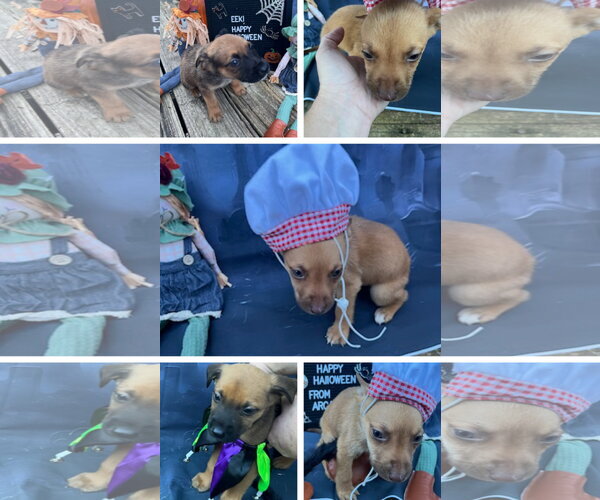 Medium Photo #6 American Staffordshire Terrier-Unknown Mix Puppy For Sale in columbia, SC, USA