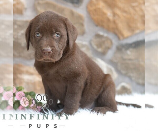 Medium Photo #3 Labrador Retriever Puppy For Sale in MIFFLINTOWN, PA, USA