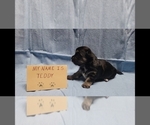 Small #9 Maltipoo